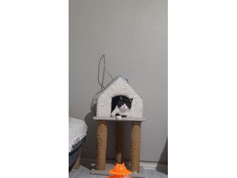 6 aylık british shorthair kedimiz