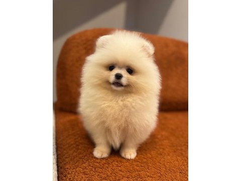 Sevimli pomeranian köpeklerimiz