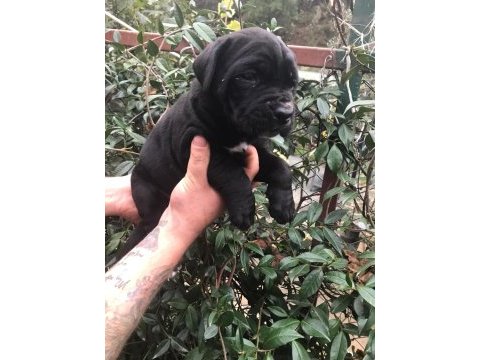Siyah dev cane corso yavrularım