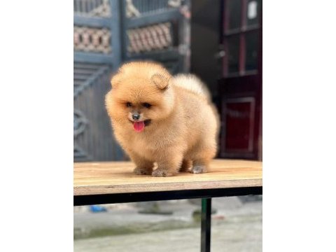 Mersin içi pomeranian yavruları