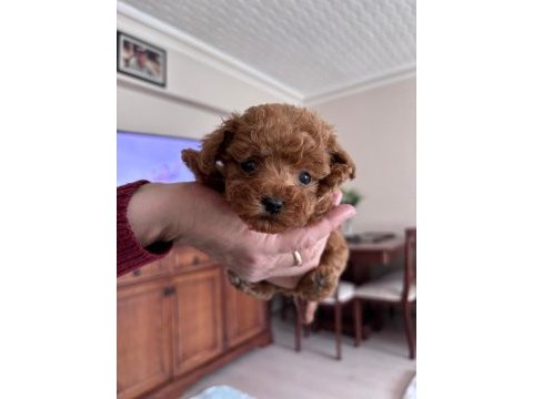 Efsane toy poodle yavrularımız