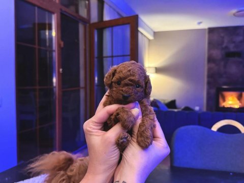 Show kalite tea cup kore poodle