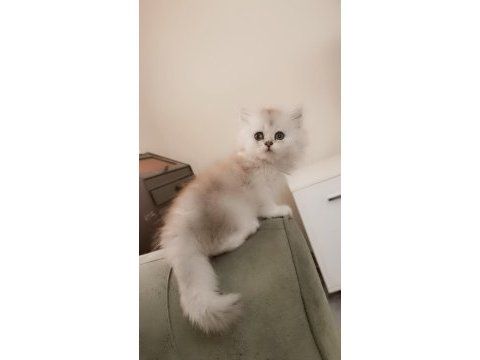 Zümrüt gözlü british longhair dişi