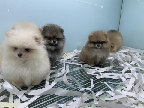 Ankaranın en güzel pomeranian boo yavruları