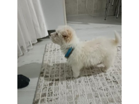 Yavru maltese terrier