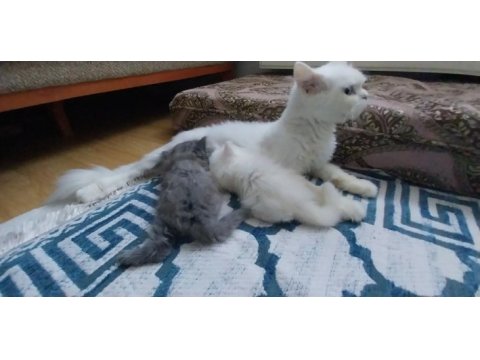 British longhair erkek yavrular