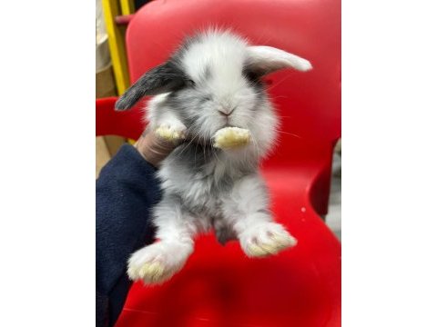 Hollanda teddy lop tavşanı yavruları