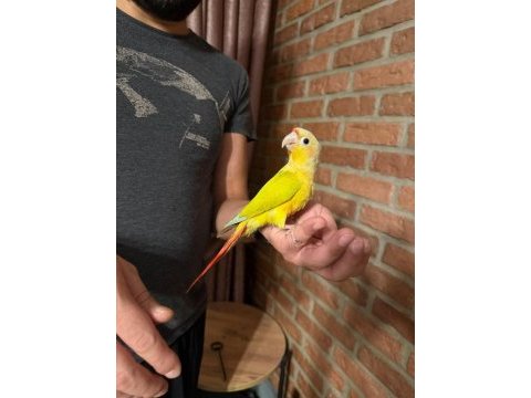 Suncheck bebek konur papağanı