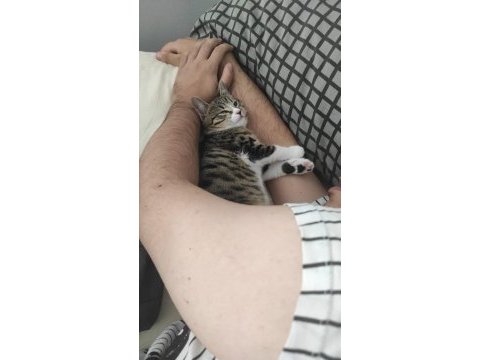 3 aylık yavru annesiz kediye yuva arıyoruz