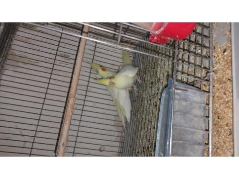 45 günlük yeni yeme düşmüş bebek sultanlar.