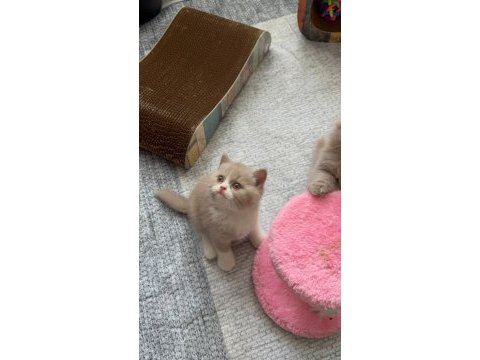 Sevimli fawn bicolor bebek british shorthair