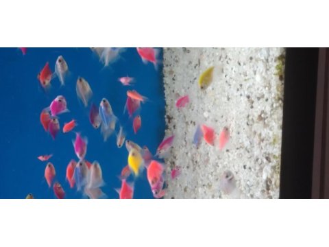 Transgenetik tetra