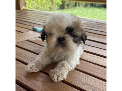 Shih-tzu 81 ile gönderim mevcuttur