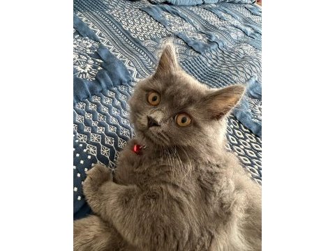 Uyguna dişi british longhair