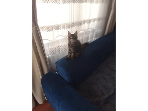 Orijinal safkan maine coon bebekler aileye uygun