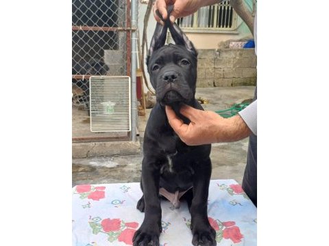 Mükemmel kalitede fcı kıf a clas şecereli cane corso yavru