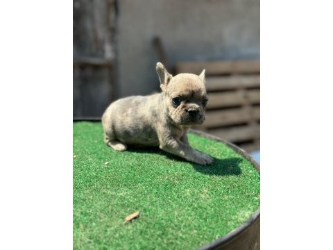 Teslim hazır izabella+flufy carrier french bulldog yavrular