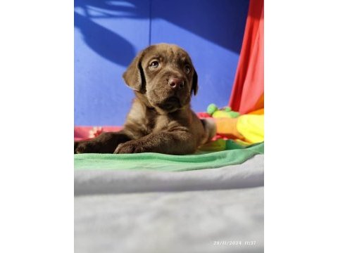 Siyah ve çikolata renk orjinal labrador yavrular