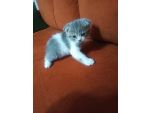 Scottish fold yavrularımız