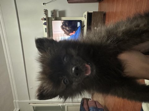 3 mayıs doğumlu siyah pomeranian boo