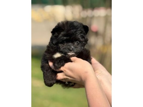 Pomeranian poodle pomapo yavrumuz