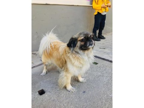 Acil ilan pomeranian kızımız yeni sahibine hayırlı olsun