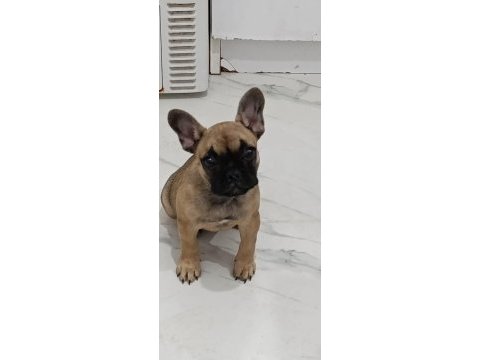 3 aylık french bulldog kızımız
