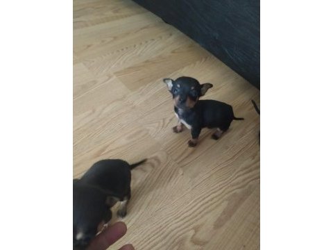 Pinscher yavru satılık aşıları tam