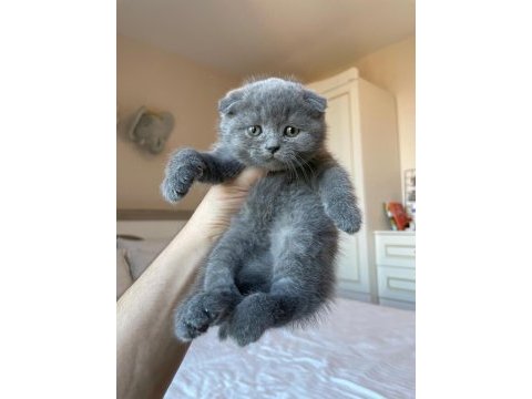 Top kafa ayıcık scottish fold yavrular