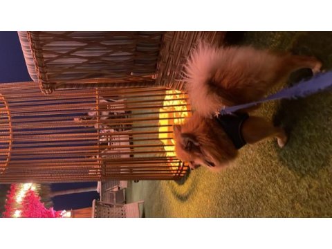 1.5 yaşında erkek pomeranian