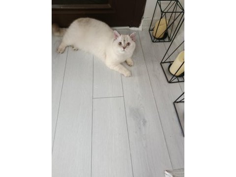 Kedimiz lina yeni yuvasını arıyor