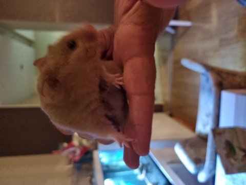 Hamsterlarımı ücretsiz sahiplendirmek istiyorum