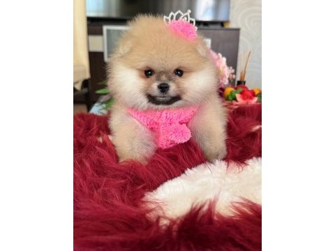 Bal gibi dışı pomeranian boo