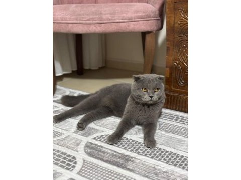 3 yaşında erkek british shorthair