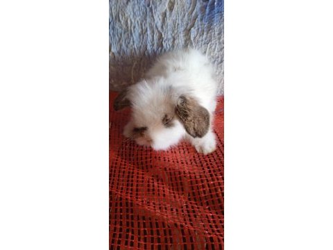 Teddy lop tavşanı yavrular mavi göz