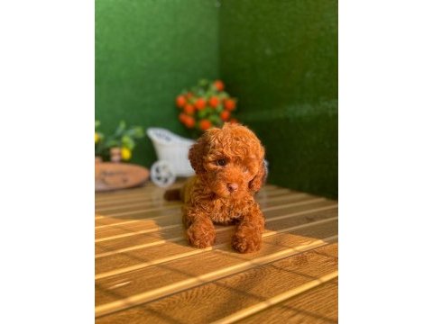 Referans yavru poodle