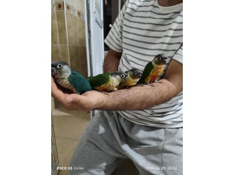 Bebek konur papağanı