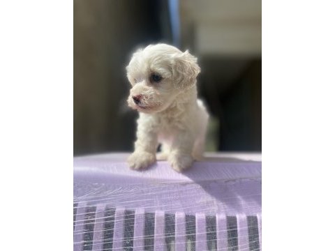 Sıfır numara maltese