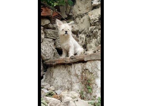 8 aylık dişi terrier