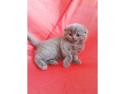 Scottish fold kızımız yuvasını arıyor