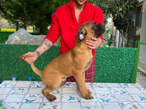 Ödüllü anne ve babadan şecereli yavrular