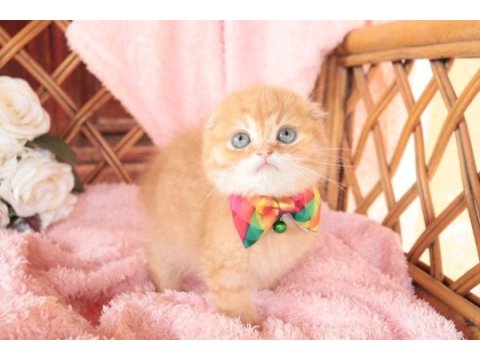Scottish fold top kafa erkek
