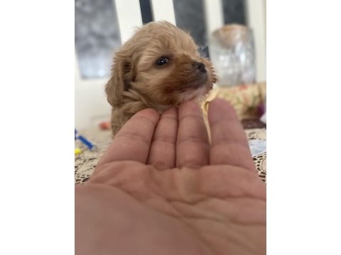 3 kg garantili maltipoo bebekler