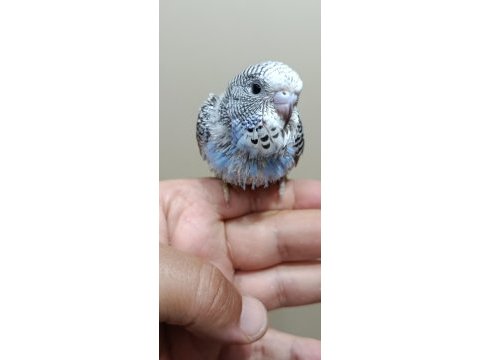 Jumbo muhabbet kuşu bebekler