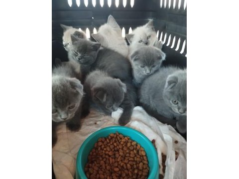 Scottish fold