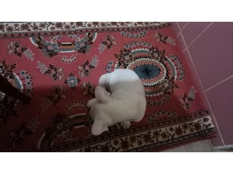 3 aylık french bulldog oğlumu sahiplendiriyorum
