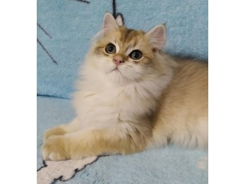 British longhair golden