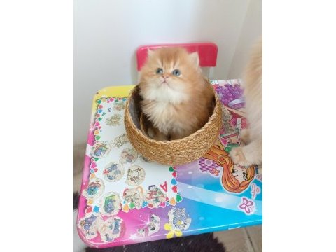 British longhair by 11 erkek bebek safkan şecereli