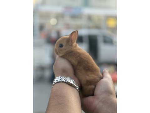Orjinal garantili bebek cüceler