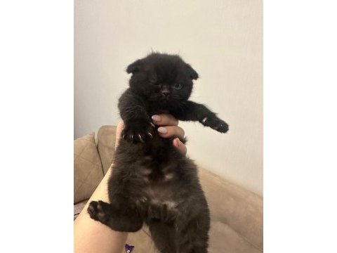 Siyah güzel scottish fold yavrumuz görüşülür